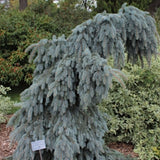 Picea pungens glauca pendula 2 anni da innesto vaso 18