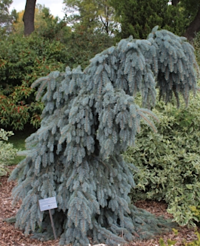 Picea pungens glauca pendula 2 anni da innesto vaso 18
