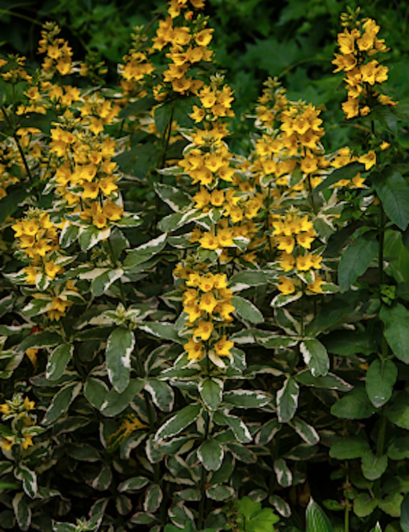 Lysimachia Variegated Yellow Loosestrife (Palustre)