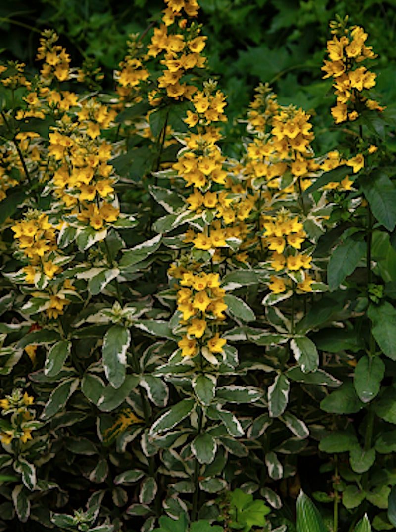 Lysimachia Variegated Yellow Loosestrife (Palustre)