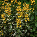 Lysimachia Variegated Yellow Loosestrife (Palustre)
