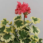 Pelargonium Richard Upward v. 10
