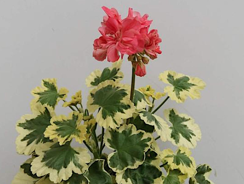 Pelargonium Richard Upward v. 10
