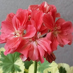 Pelargonium Richard Upward v. 10