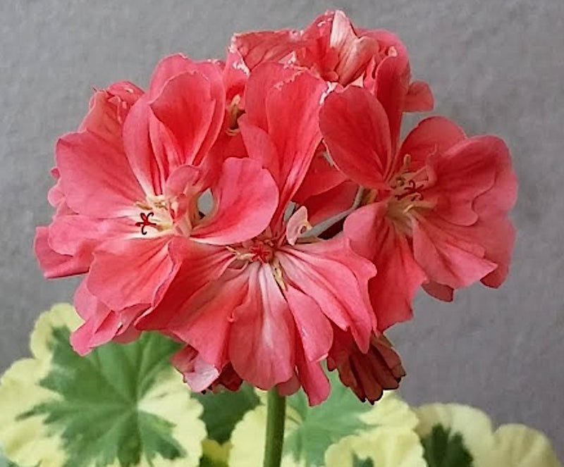 Pelargonium Richard Upward v. 10