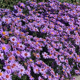Aster Domosus Kippenberg vaso 9 cm. altezza a maturazione cm. 30