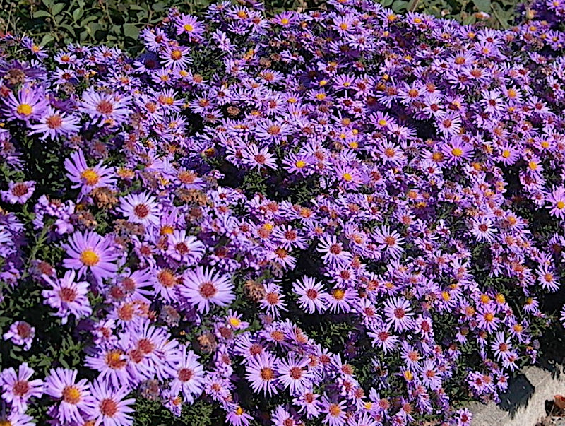 Aster Domosus Kippenberg vaso 9 cm. altezza a maturazione cm. 30