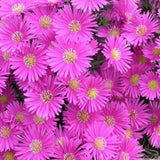 Aster Domosus rosa altezza a maturazione cm. 30