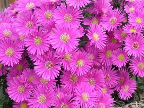 Aster Domosus rosa altezza a maturazione cm. 30