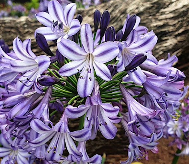 AGAPANTHUS X POPPIN PURPLE STARS®  v. lt.1,5