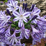 AGAPANTHUS X POPPIN PURPLE STARS®  v. lt.1,5