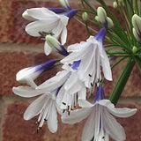 Agapanthus 'Fireworks'   V. 1,5 lt