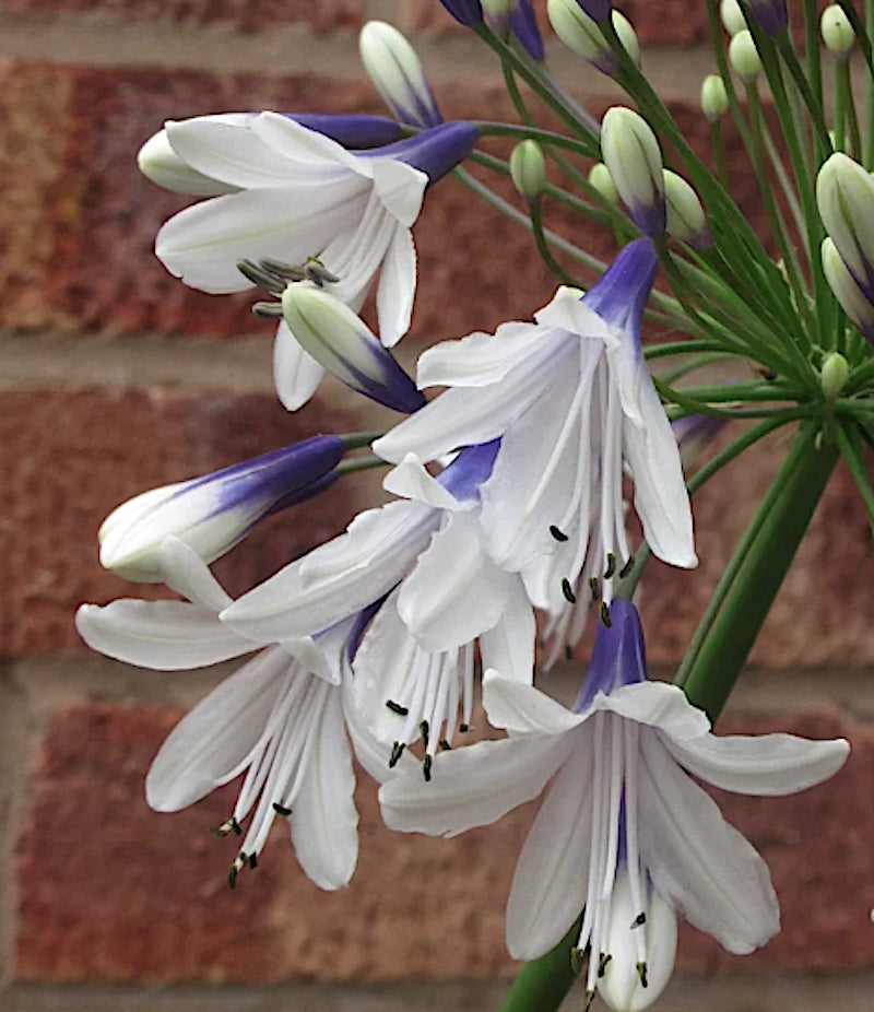 Agapanthus 'Fireworks'   V. 1,5 lt
