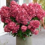 Hydrangea paliculata petite star ®   v. 19