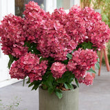 Hydrangea paliculata petite star ®   v. 19