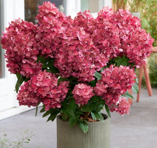 Hydrangea paliculata petite star ®   v. 19