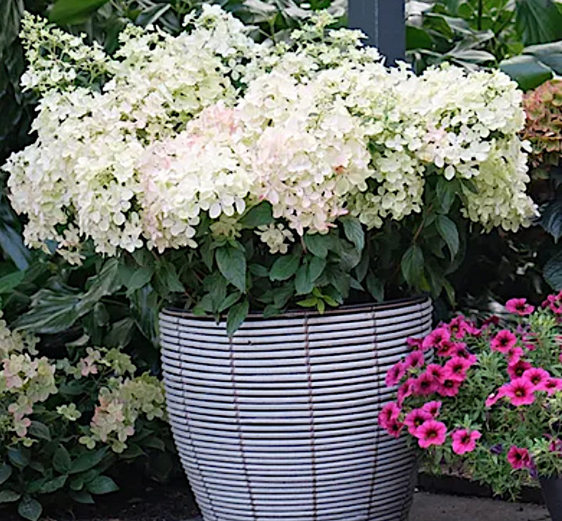 Hydrangea paliculata petite star ®   v. 19
