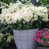 Hydrangea paliculata petite star ®   v. 19