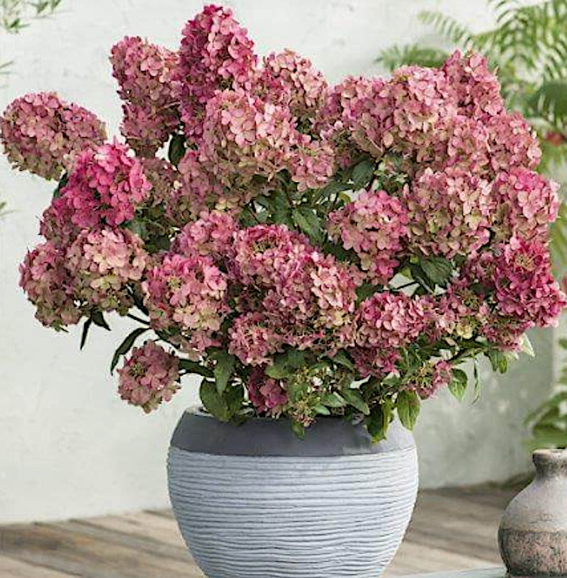 Hydrangea paliculata petite star ®   v. 19