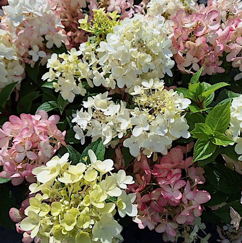 Hydrangea paliculata petite star ®   v. 19