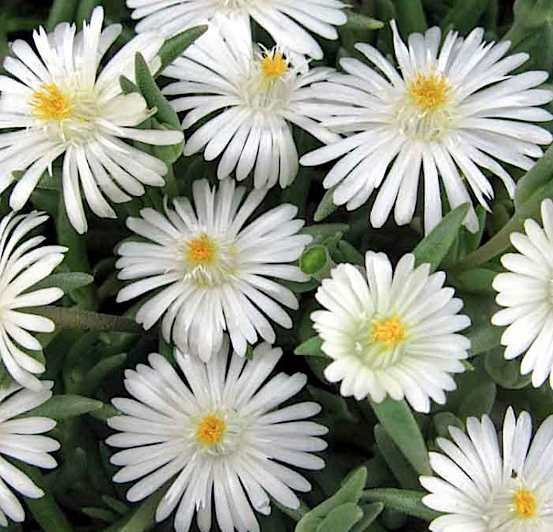Delosperma jewel moon stone v.9