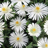 Delosperma jewel moon stone v.9
