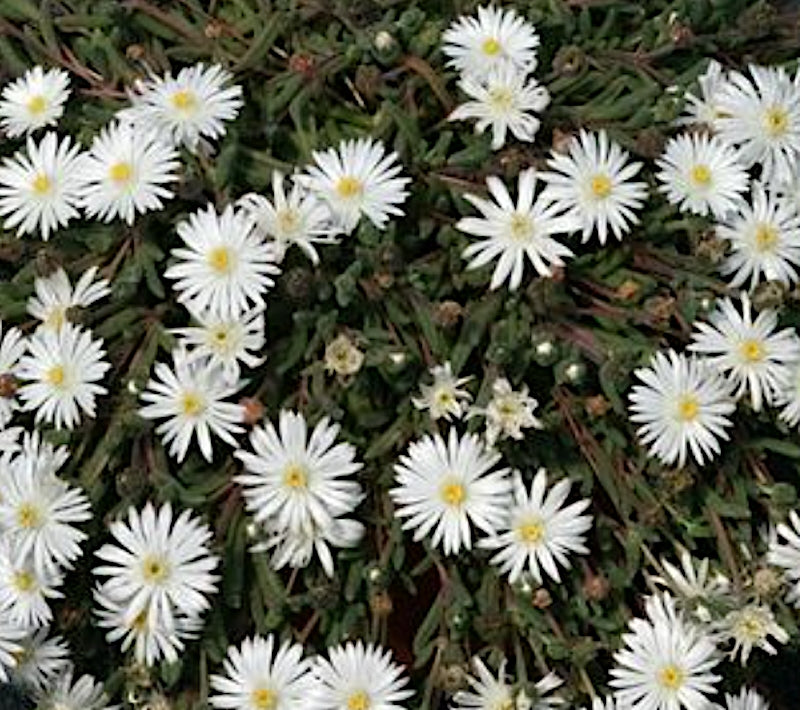 Delosperma Graff reinet v.9-- 12 piante x m2