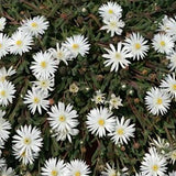 Delosperma Graff reinet v.9-- 12 piante x m2