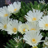 Delosperma congestum album v.9--- 12 piante x m2