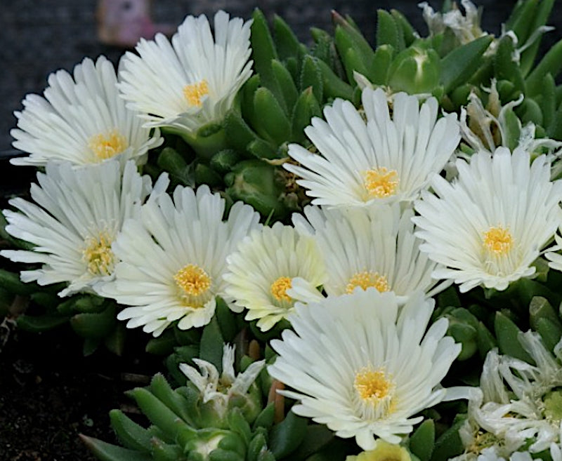 Delosperma congestum album v.9--- 12 piante x m2