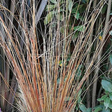 Carex Buchananii v.9  altezza a maturazione cm.50