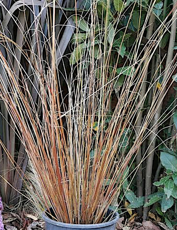 Carex Buchananii v.9  altezza a maturazione cm.50