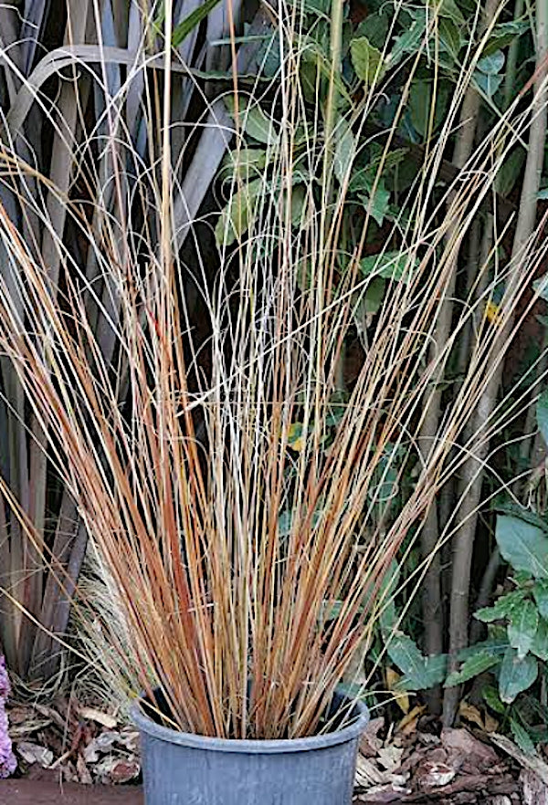 Carex Buchananii v.9  altezza a maturazione cm.50