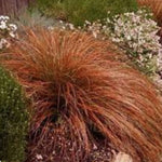 Carex Testacea Prairie fire v. 9 cm.30 a maturazione