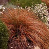 Carex Testacea Prairie fire v. 9 cm.30 a maturazione