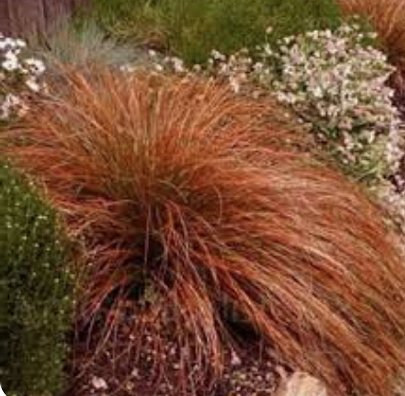 Carex Testacea Prairie fire v. 9 cm.30 a maturazione