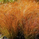 Carex Testacea Prairie fire v. 9 cm.30 a maturazione