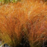 Carex Testacea Prairie fire v. 9 cm.30 a maturazione