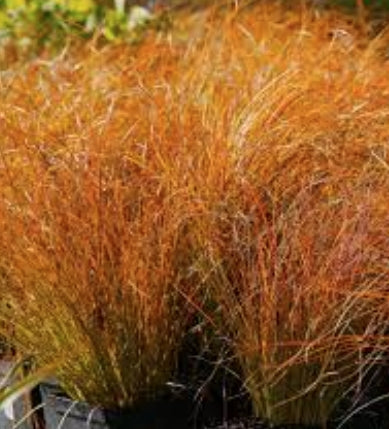 Carex Testacea Prairie fire v. 9 cm.30 a maturazione