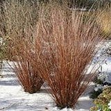 Carex buchananii 'Fire Fox' vaso 15/16