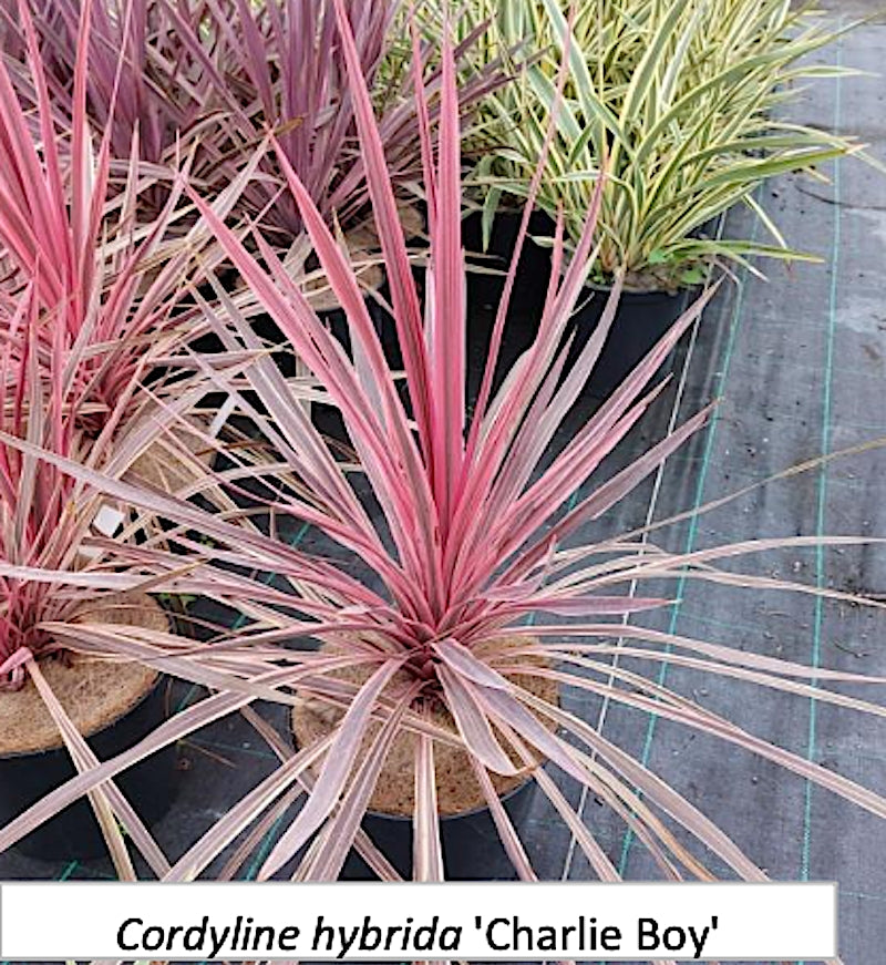 Cordyline Australis Charlie Boy vaso 20