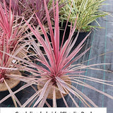 Cordyline Australis Charlie Boy vaso 20
