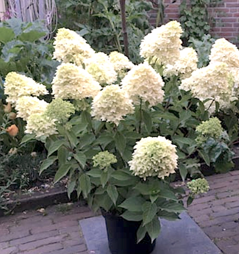 Hydrangea paniculata 'Skyfall' ® vaso 20