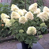 Hydrangea paniculata 'Skyfall' ® vaso 20