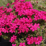 Phlox subulata  douglasi Crackers 10