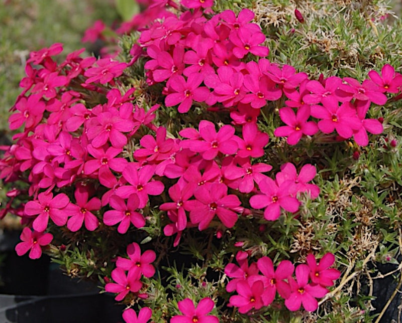Phlox subulata  douglasi Crackers 10