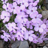 Phlox Lilac Cloud v. 9