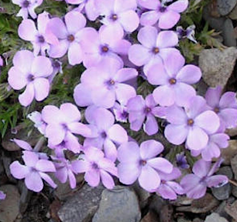 Phlox Lilac Cloud v. 9