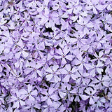 Phlox Subulata  'Benita' v.9