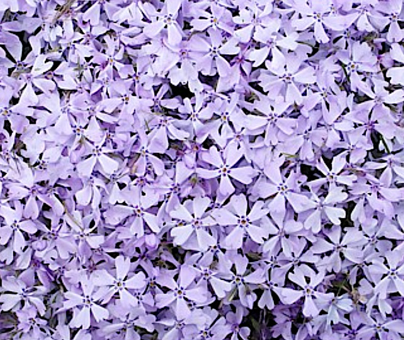 Phlox Subulata  'Benita' v.9